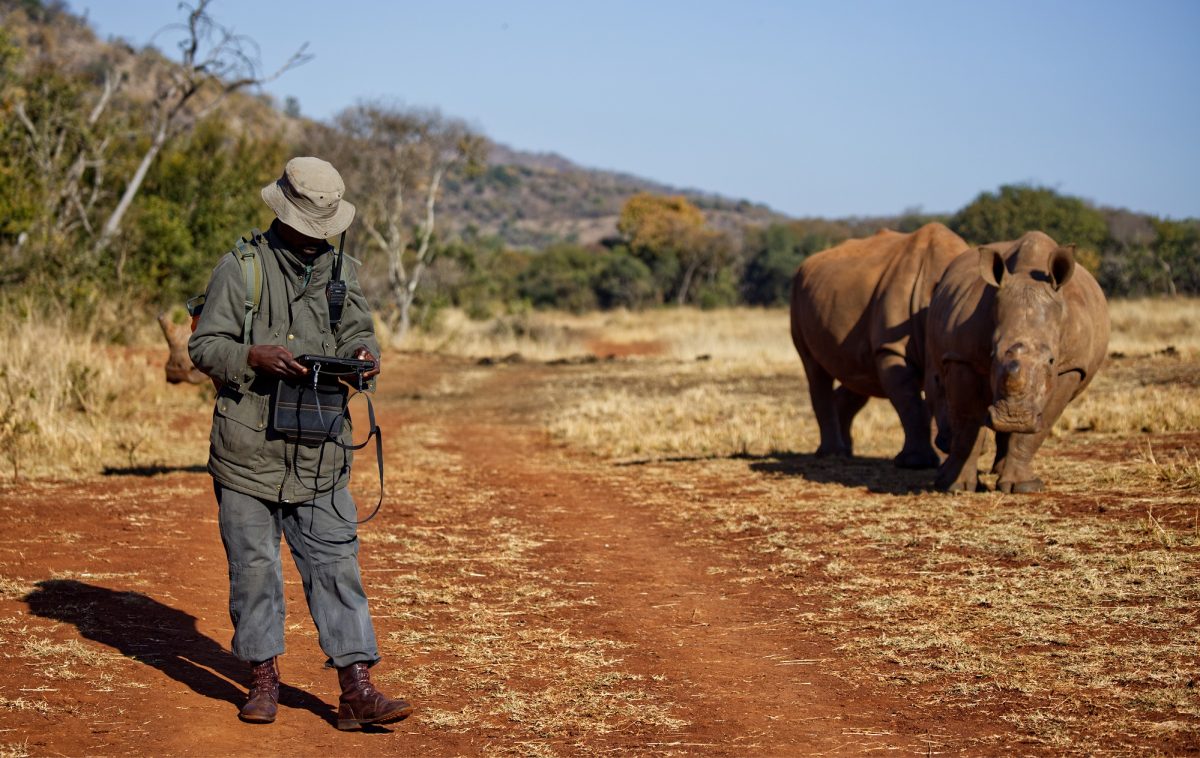 A ranger stands in the savannah, focusing on his tablet from ECOM Instruments. In the background, two rhinos are visible.