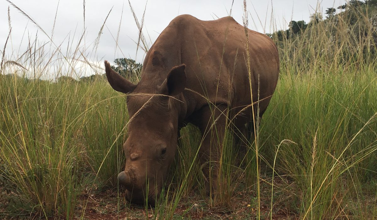 Für Rhino Oz ruft die Wildnis