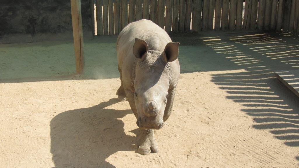 Photo of baby rhino Oz in his enclosure.